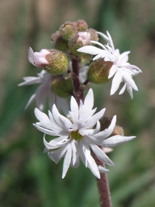 Lithophragma spp.